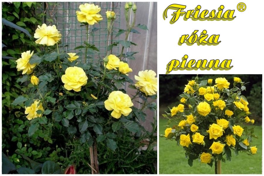 Friesia róże pienne